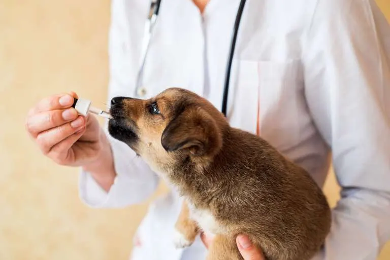 Chiot brun dans les bras d'une vétérinaire qui lui donne un médicament à la pipette