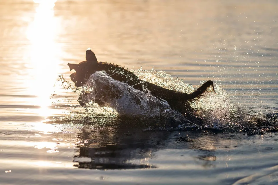 Chien en contre-jour qui bondit dans l'eau d'un lac au coucher du soleil