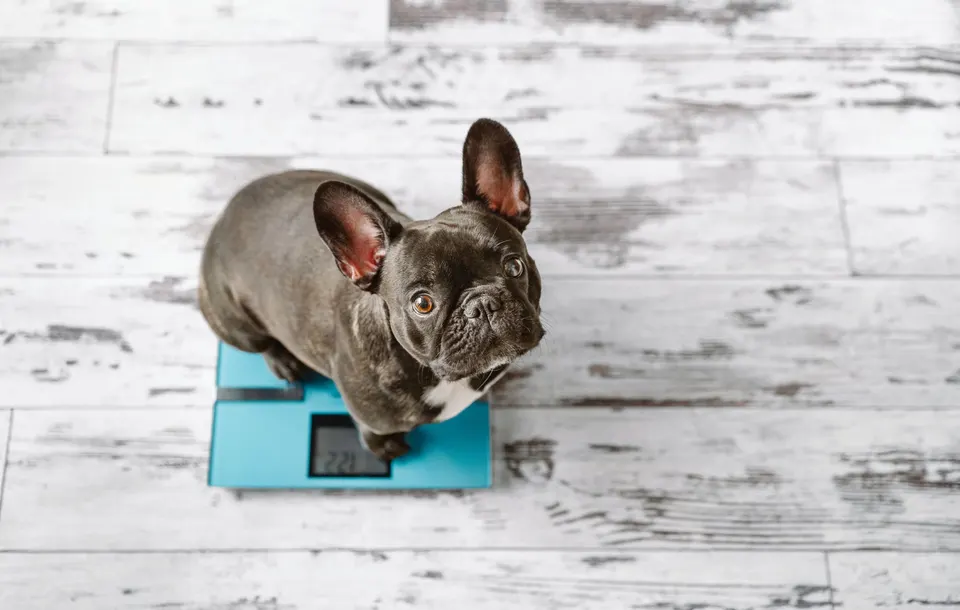 Un bouledogue français gris assis sur un pèse-personne bleu, sur un parquet clair