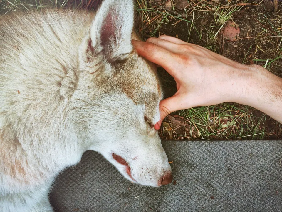 Chien blanc endormi sur le flanc, une main posée sur sa tête