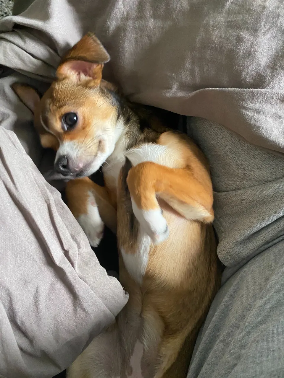 Petit chien couché sur le dos dans les draps, les pattes repliées