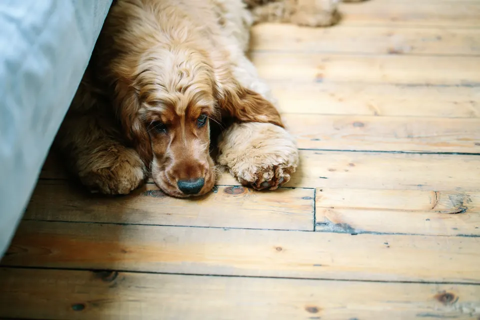 Cocker couché sur le ventre sur un parquet, la tête posée sur ses pattes