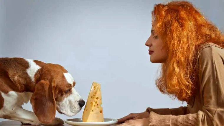 Un beagle renifle une part d'emmental posée sur une assiette, face à une jeune femme