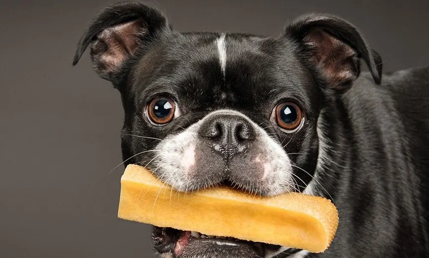 Chien noir et blanc tenant un bâton de fromage de yak dans la gueule