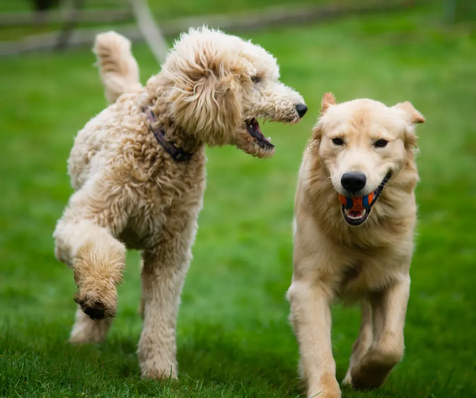Un chien à poil bouclé et un golden retriever qui courent ensemble dans l'herbe