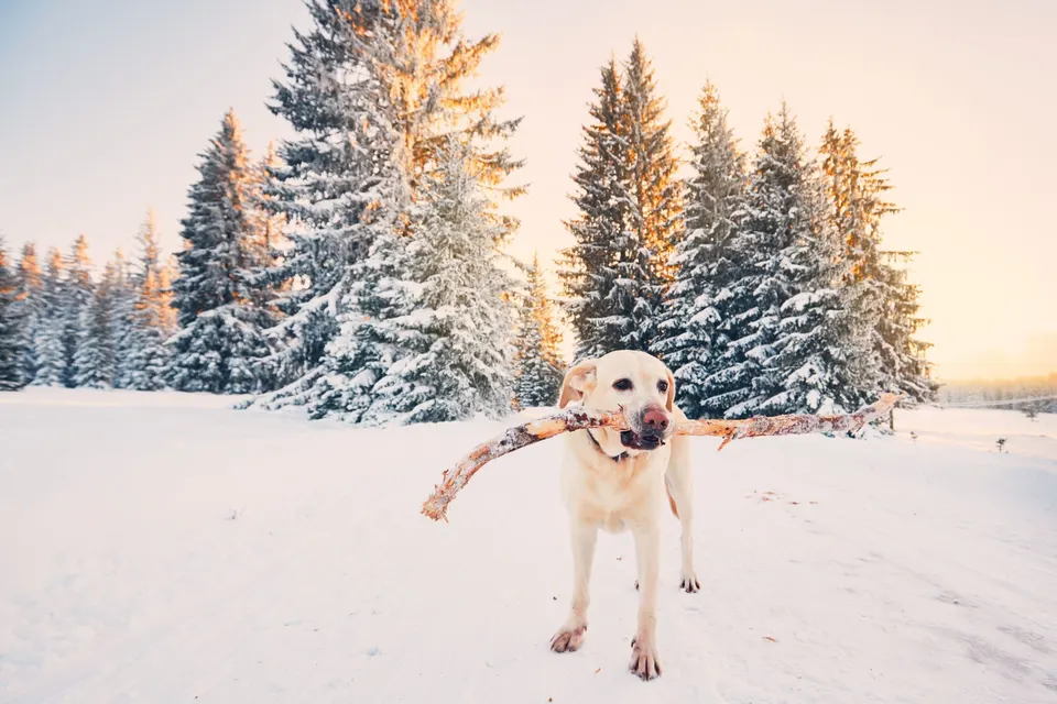 Labrador sable tenant un grand bâton dans la gueule sur un chemin enneigé bordé de sapins