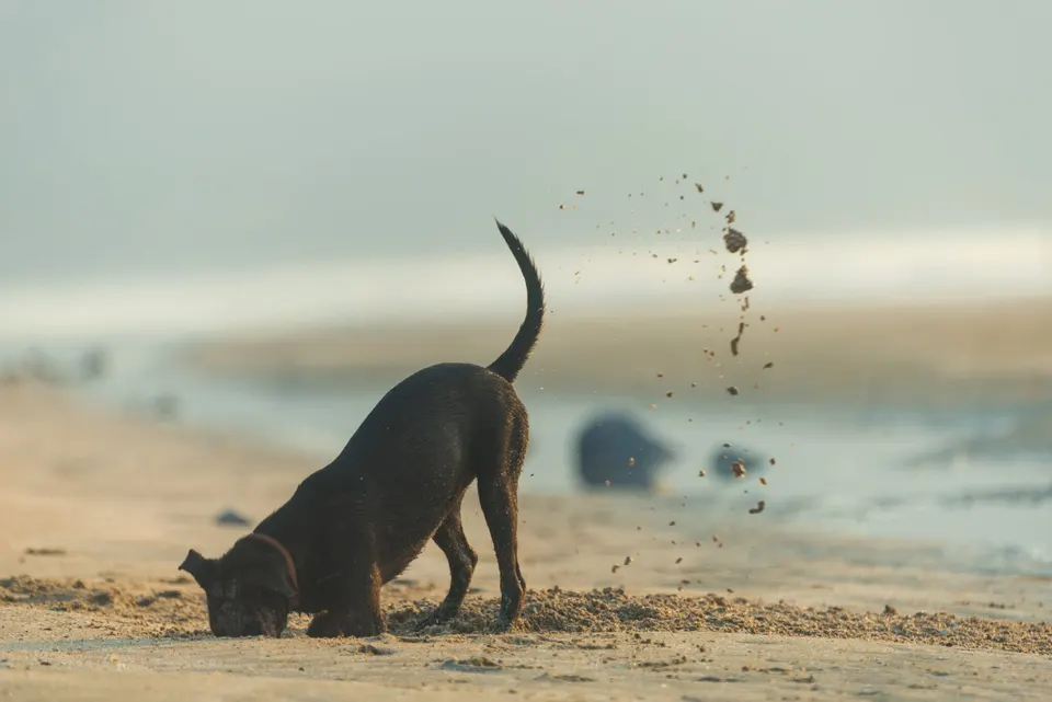 Chien noir qui creuse dans le sable sur une plage, projetant des grains derrière lui