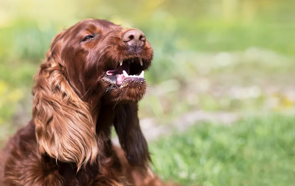 Setter irlandais gueule ouverte, qui montre ses dents et ses gencives