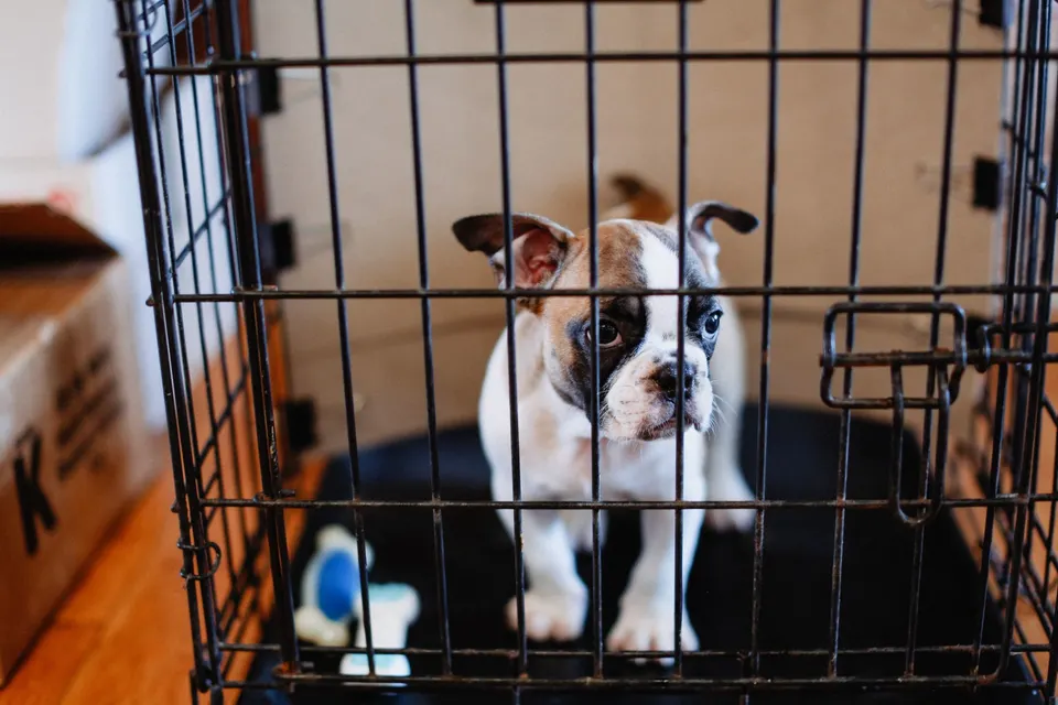Chiot bouledogue français assis dans une cage métallique garnie d'un coussin