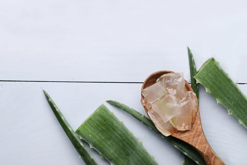 Feuilles d'aloe vera coupées et morceaux de gel dans une cuillère en bois