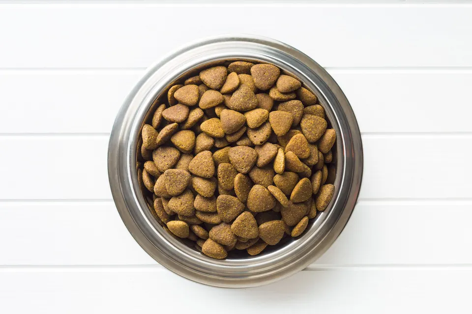 Gamelle en inox remplie de croquettes pour chien