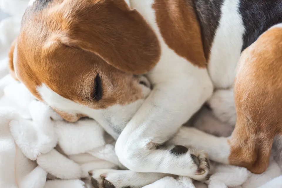 Jeune beagle endormi en boule sur une couverture blanche