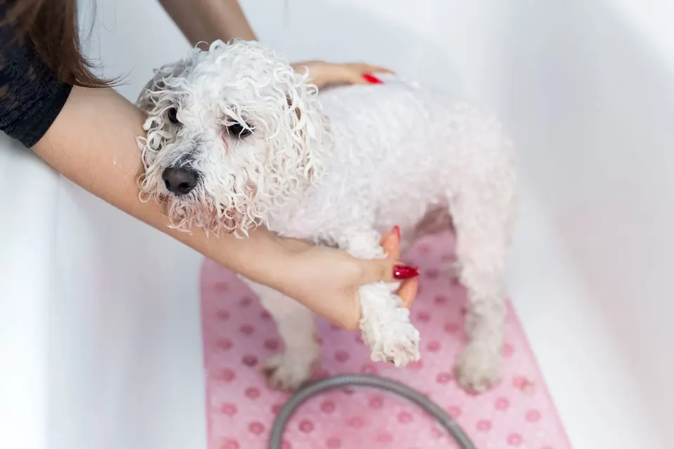 Petit chien blanc au poil bouclé et mouillé, lavé dans une baignoire