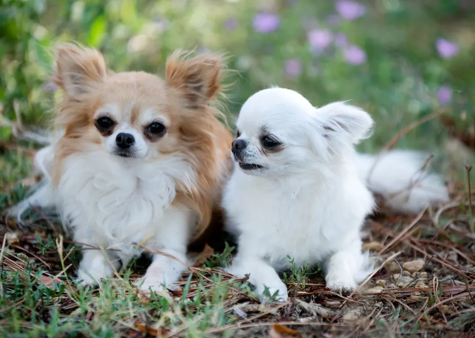 Deux chihuahuas à poil long, l'un fauve et blanc, l'autre blanc, couchés dans l'herbe