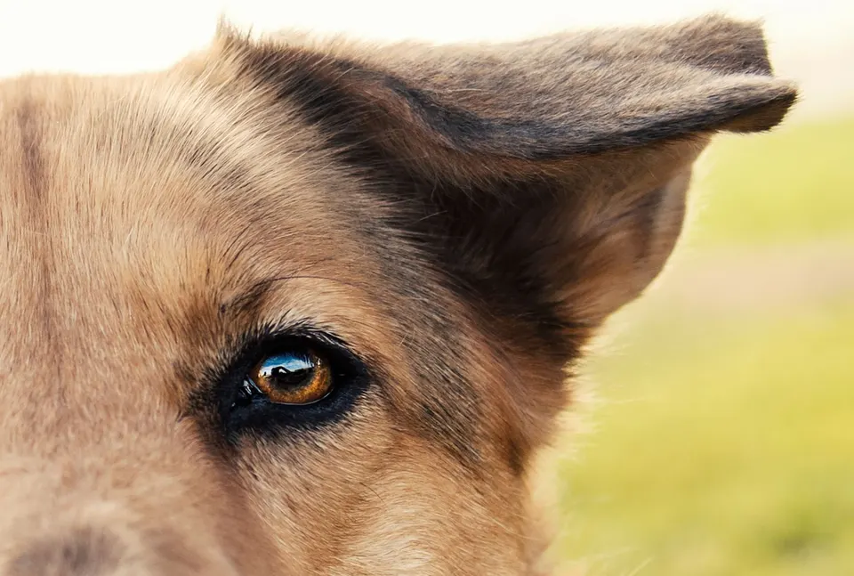 Gros plan sur l'œil brun et l'oreille dressée d'un chien