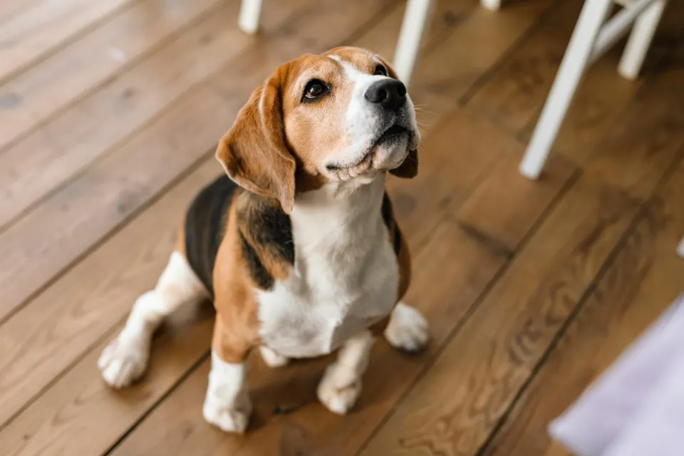 Beagle assis sur un parquet, la tête levée vers son maître