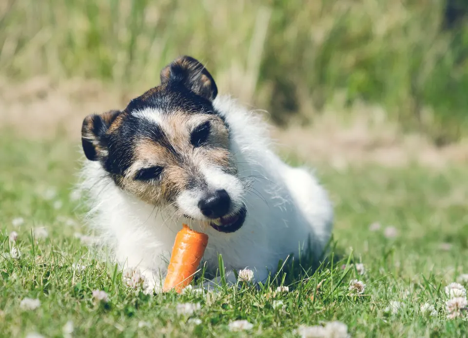Jack russell à poil dur couché dans l'herbe qui mâchonne une carotte