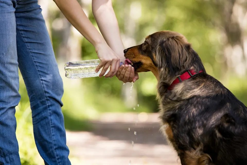 Chien à poil long noir et feu qui boit l'eau d'une bouteille versée dans une main