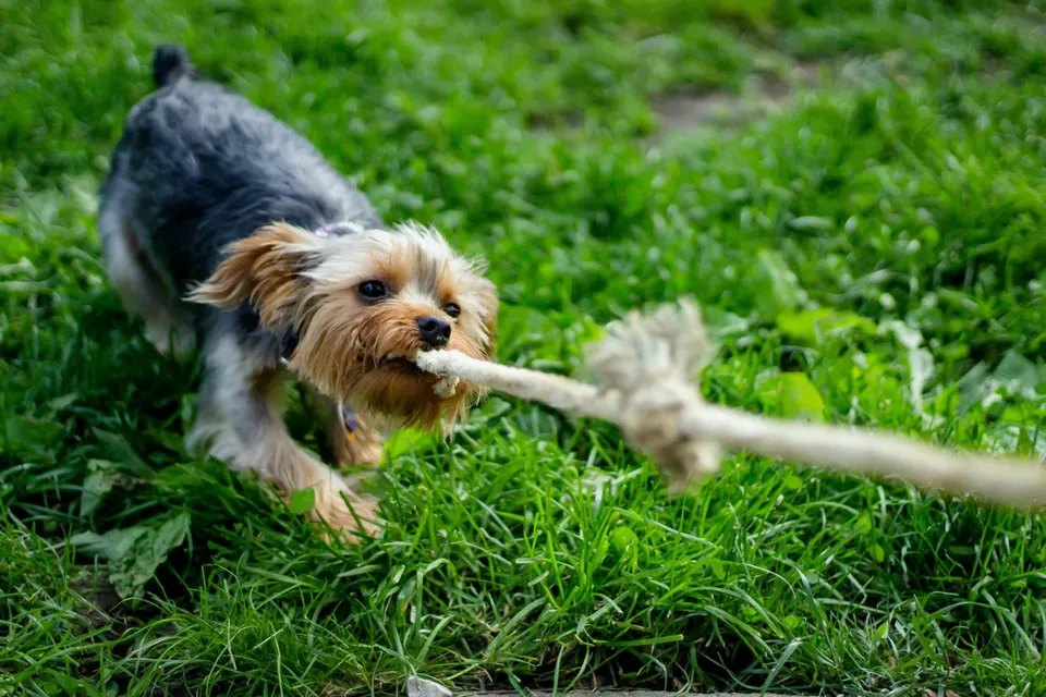 Yorkshire terrier qui tire sur une corde de jeu dans l'herbe