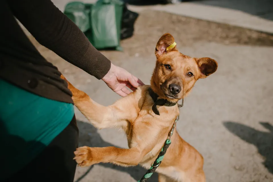 Chien roux dressé sur ses pattes arrière contre une personne qui le caresse