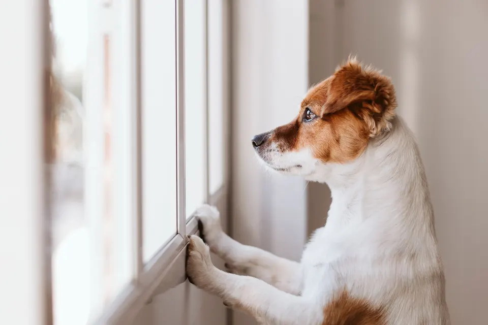 Petit chien blanc et roux dressé sur ses pattes arrière contre une fenêtre, qui regarde dehors