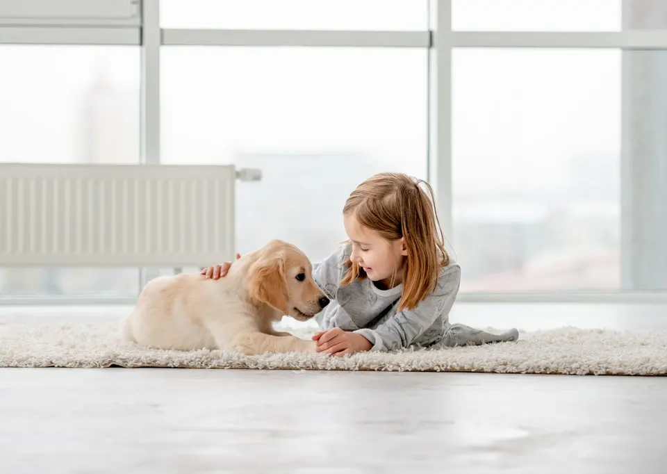 Chien attentif, la tête penchée sur le côté