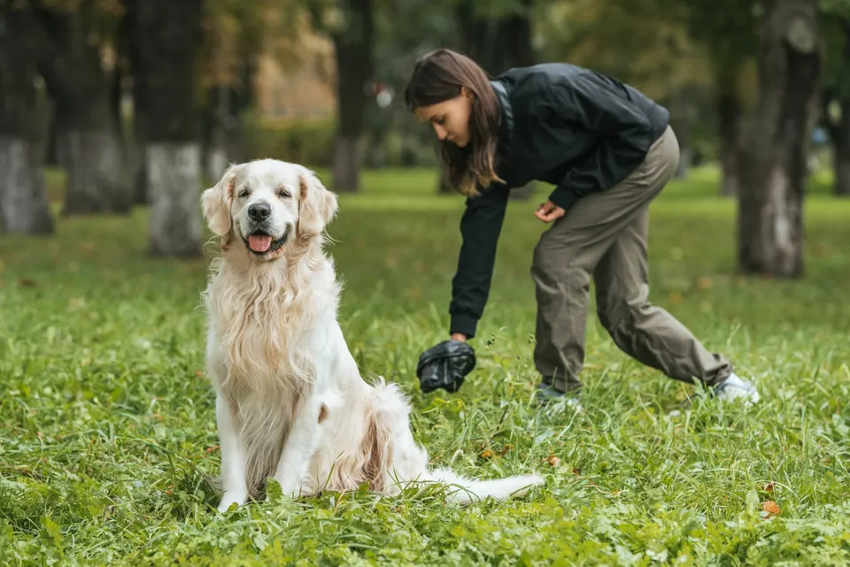 Golden retriever assis dans l'herbe pendant que sa maîtresse ramasse ses déjections