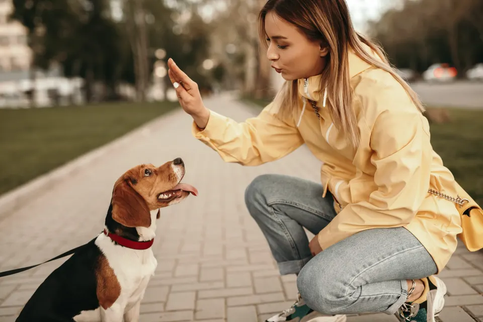 Jeune femme accroupie qui fait un signe de la main à un beagle assis en laisse