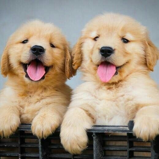 500 Noms De Chiens Japonais Petohaku