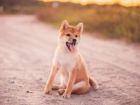 500 noms de chiens japonais - Petohaku